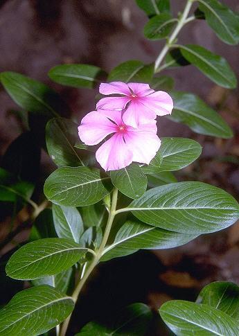 Tür: Catharanthus roseus (L.) G. Don Sinonim: Vinca rosea L.