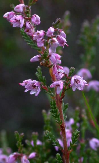 Tür: Calluna vulgaris (L.) Hull Türkçe adı: Funda, süpürge otu Familya: Ericaceae Calluna monotipik bir cins olup tek tür ile temsil edilir.