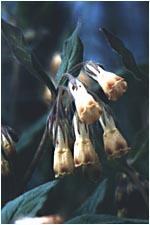 Symphytum officinalis karakafesotu Yurdumuzun Kuzey-batı