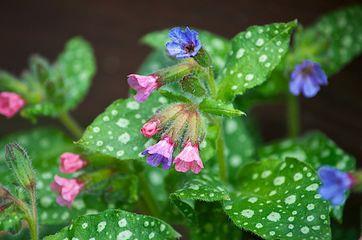 Tür: Pulmonaria officinalis Türkçe adı: Ciğer otu Etken madde: Allantoin, klorojenik asit, rosmarinik asit,