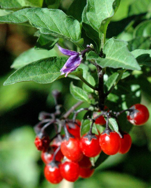 Tür: Solanum dulcamara Türkçe adı: yabanyasemini, sofur Etken madde: glikoalkaloitler Kullanılan