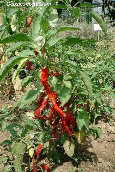 Capsicum sp. Vatanı Güney Amerika olan ve çeşitli formlarıyle sebze ve baharat olarak kültürü yapılan bir yıllık bir bitkidir.