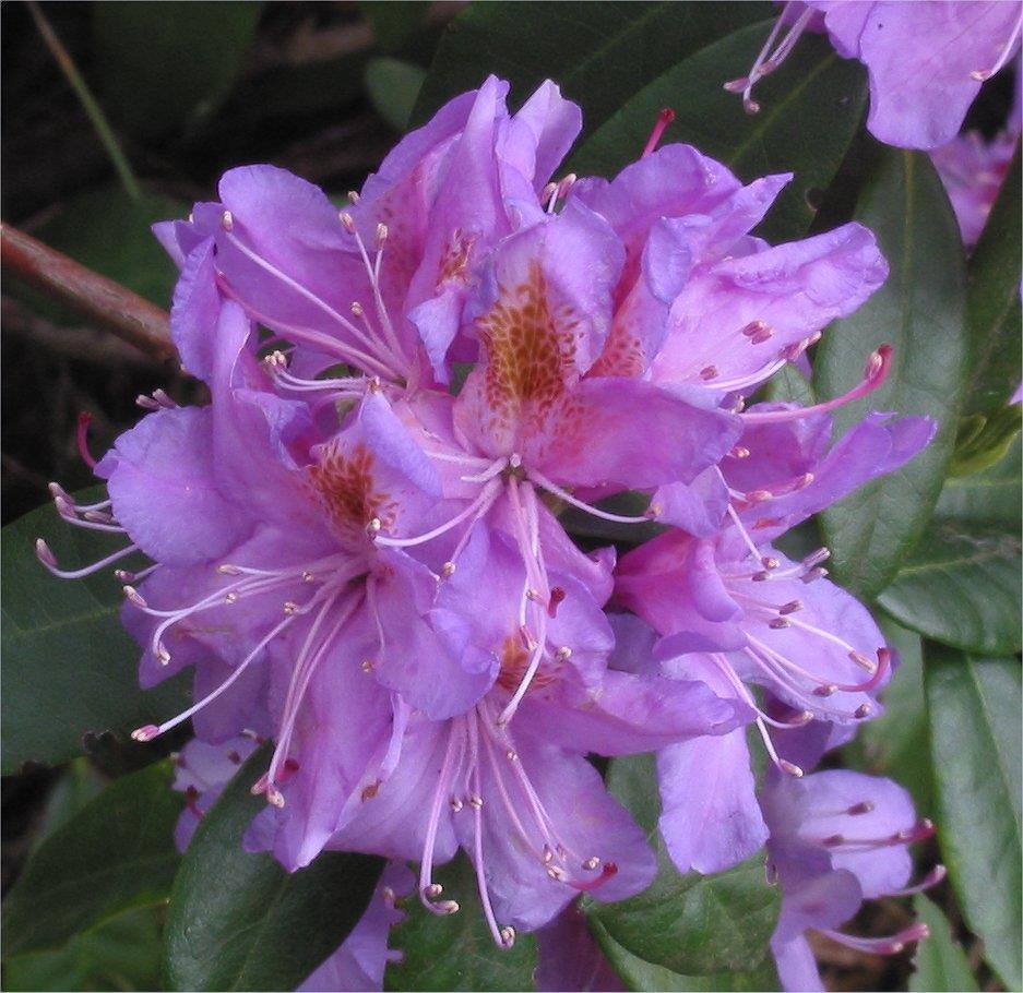 Tür: Rhododendron ponticum L.