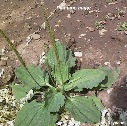 Tür: Plantago lanceolata, P.