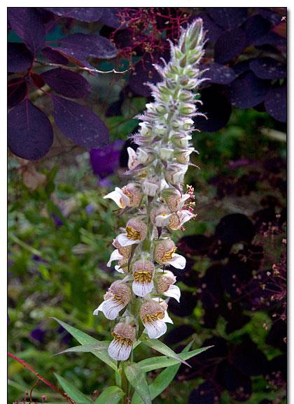 D. lanata yünlü yüksükotu Orta ve Doğu Avrupa da yabani olarak yetişen, yurdumuzun Trakya bölgesinde oldukça sık olarak rastlanan iki yıllık otsu bir bitkidir.