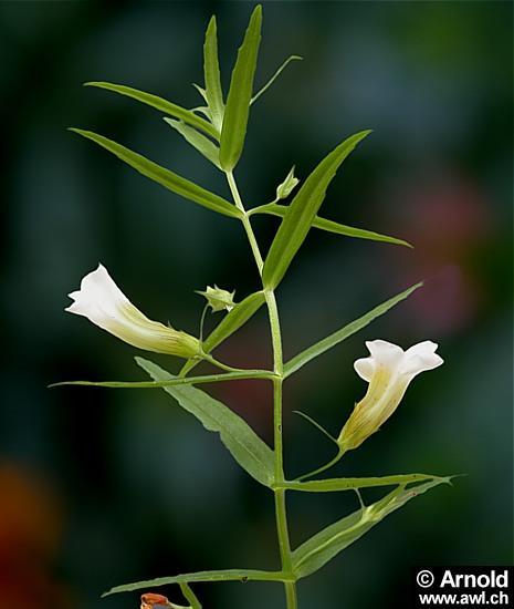 Gratiola officinalis Yurdumuzda sulak yerlerde rastlanan, beyaz çiçekli,