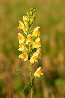 Tür: Linaria vulgaris Etken madde: Monoterpenler, flavonoidler, alkaloidler Kullanılan kısmı: