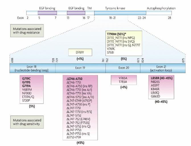 7p12 %91-96 39 mutasyon Journal of Thoracic