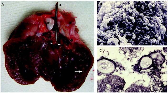 Biyofilm oluşumunun elektron mikroskopisinde görünümü Native valve endocarditis in rabbit model. A. Post-mortem examination of a rabbit heart.