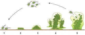 Biyofilm oluşumu Konak Proteinleri (fibrinojen + kollajen+ fibrinektin+ laminin) Kateter
