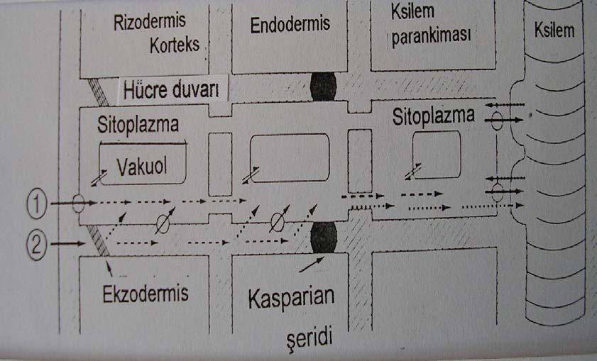 iyonların köklerden ksileme radyal taşınımına