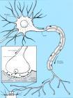 Nöron: Sinir sistemini oluşturan özgül l yapısal ve işlevsel birimlere (hücre) nöron denir.