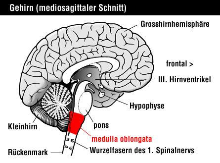 Sinir sistemi 2 gruba ayrılır: r: 1. Merkezi Sinir Sistemi A) Beyin (cerebrum( cerebrum). I. Arka beyin: Medulla, beyincik, pons II.