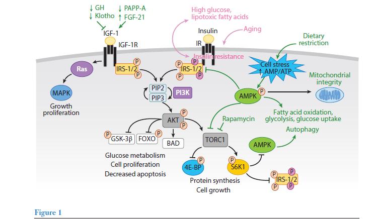 Glikoz metabolizması Hücre çoğalması Apoptozun azalması DNA sentezi, Protein sentezi, Adipogenez,