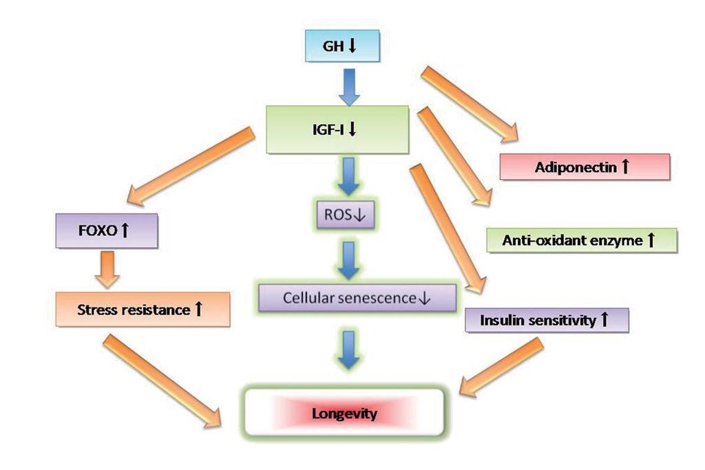 Kanser GH T2DM, CVD, sarkopeni, osteoporoz, kırılganlık IGF Adiponektin FOXO ROS