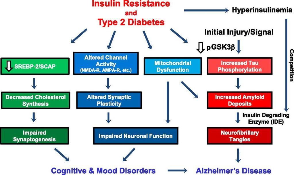 İnsülin direnci ve beyin Insulin resistance in the brain influences neurological function through multiple pathways.