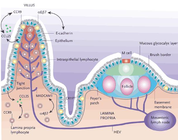 organ Lenfositlerin %60 ı IgA (+) B hücreler