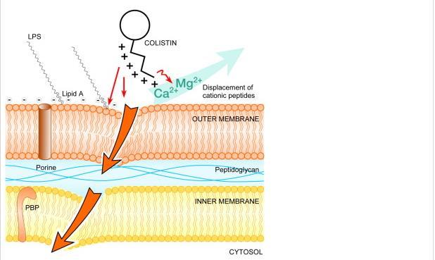 *Kalsiyum magnezyum kanallarının yer değiştirmesi dış hücre zarında permeabilite değişikliğine yol açmakta *LPS in Lipit A parçasına bağlanarakta kolistin anti-endotoksin aktivite göstermekte.