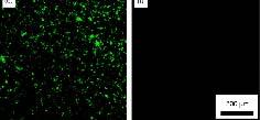 edilib və sonra 810 nm lazer şüları ilə 5 dəqiqə şüalandırılıb (c) kalsein AM təsiri və (d) etidium homodimer-1 (EthD- 1)