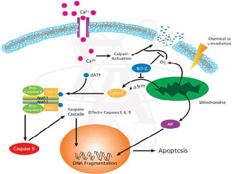 Mitokondri apoptozisi kaspazlardan bağımsız olarak apoptozisi indükleyen faktör ( AIF ) ve endonükleaz aracılığıyla da uyarabilmektedir.
