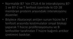 ABATACEPT Normalde B7 nin CTLA-4 ile interaksiyonu B7-1 ve B7-2 ve T lenfosit üzerinde ki CD 28 membran proteini arasındaki interaksiyonu düzenler.