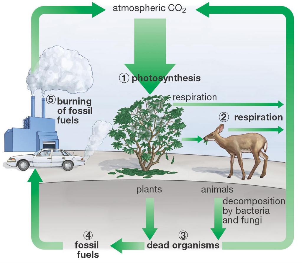 Karbon döngüsü Atmosfer CO 2 Fosil yakıt kullanımı Fotosentez Solunum Solunum