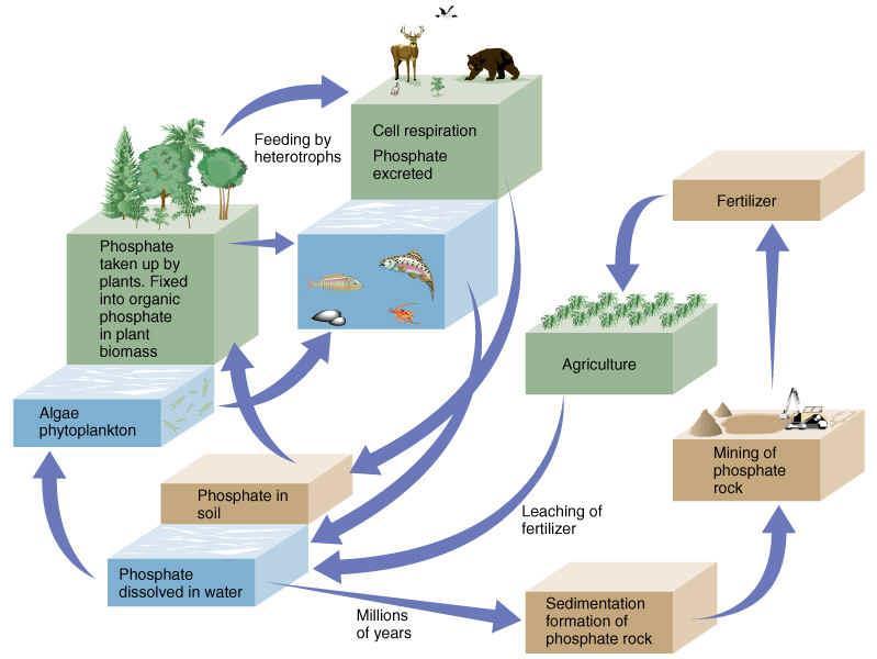 Heterotrof beslenme Hücresel solunum Fosfat atılır Gübre Fosfat bitkilerce alınır.
