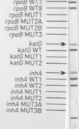 direnci Marker 1: Mutasyon yok (RIF ve INH duyarlı), 2: rpob ve katg de mutasyon (MDR), 3: