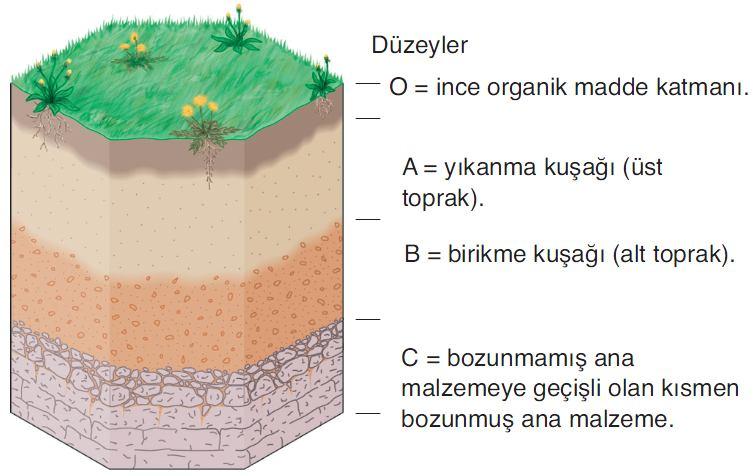 Genelleştirilmiş toprak profilinde (soil profile) üstten alta doğru A, B, C olarak adlandırılan üç zon görülür. A zonu organik malzeme (humus) içeren yıkanma zonuna (zone of leaching) karşılık gelir.