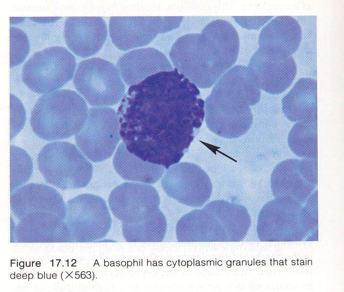 Genellikle 2 segment içerirler. Granülleri iri, koyu mavi -siyah renkte olup tüm sitoplazmayı doldurur.