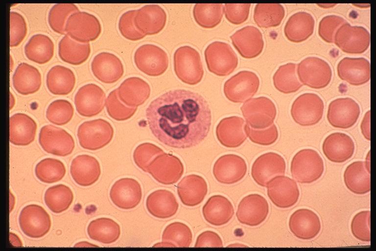 Trombositler Yuvarlak ya da oval, 1-4 µm çapında küçük hücrelerdir.