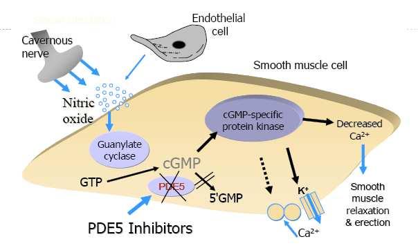 kavernozal düz kas hücrelerinde cgmp-spesifik protein kinazlar aracılığıyla hücre içinde kalsiyumu azaltır ve düz kas hücresi gevşer. Kavernozal sinüsler kan ile dolar ve penil ereksiyon gerçekleşir.
