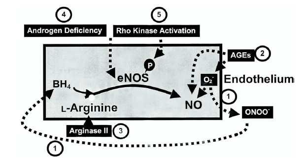 Androjen Yetersizliği Rho Kinaz Aktivasyonu Artmış Glikasyon Son Ürünleri 2 ENDOTEL Arginaz II Şekil 2.8. Erektil disfonksiyonda NO azalmasının moleküler temeli.