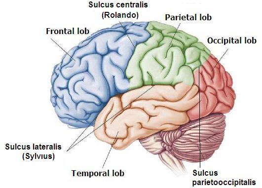 1.2.1.2. Beyin (Cerebrum) Beyin, tüm beynin en büyük ve en kompleks parçasıdır. Üzeri girintili çıkıntılıdır.