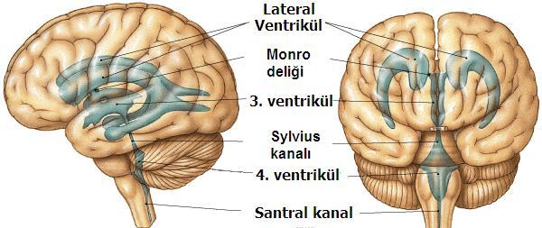 ve 2. ventrikül (Ventriculus lateralis) Beyin yarım küreleri içinde bulunan boşluklardır. 3. Ventrikül (Ventriculus tertius) Hipotalamus ile talamus arasında yerleşmiştir. 4.