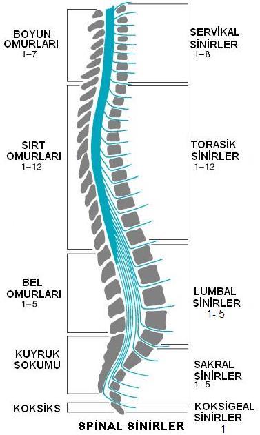 Resim 2.2: Omurilik sinirleri Plexus cervicalis (Boyun sinir ağı) Cervical sinirlerin ilk dördünün ön kollarının birleşmesinden meydana gelir.