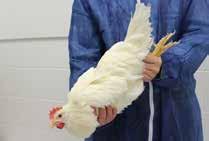 yaralanmaların önüne geçecektir. Tavukları her iki bacaktan veya her iki kanattan tutun. Tavukları kafeslerine veya yere nazikçe geri koyun.