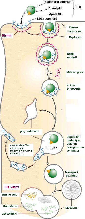 LDL, klatrin kaplı membran bölgesindeki reseptörlerine bağlanır, endositoz yoluyla hücre içerisini alınır. LDL vezikülü klatrinini kaybeder ve diğer benzer veziküllerle birleşir.