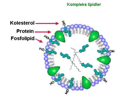 Lipoprotein Nedir?