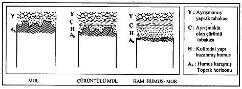 Toprakta ne kadar çok humus varsa genel olarak rengi o kadar koyu olur. Toprak organik maddesinin(humusun) arazide tanıtımı laboratuar analizlerine göre belirtilir.