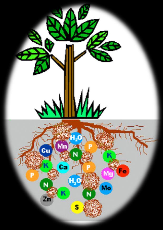 Bitki besin maddeleri Makro besinler Karbon (CO2) Oksijen (O2, H2O) Hidrojen (H2O) Azot (NH4+, NO3-) Fosfor (H2PO4-) Potasyum (K+) Kalsiyum (Ca2+)