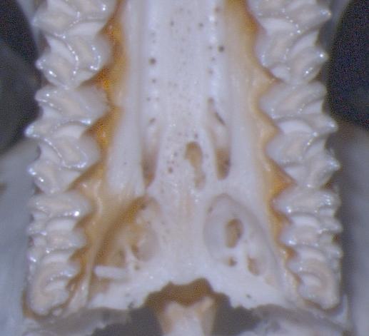 5.1.2 M. schidlovskii ile karşılaştırma Morfolojik olarak M. arvalis türüne ait örneklerin sırt rengi sarımsı koyu kahverenginden kahverengimsi sarıya kadar varyasyon gösterirken, M.