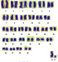 sayısını NFa=58 ve NF=60 olarak kaydetmiģlerdir. Bu araģtırıcılara göre bütün otozomal kromozomlar akrosentriktir, eģey kromozomlar da akrosentrik olup, Y kromozomu X ten küçüktür. Golenishchev vd.