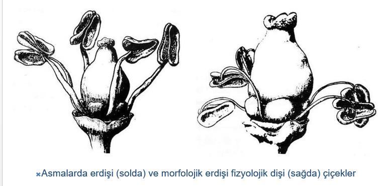 ÇİÇEKLERDE CİNSİYET Tam çiçek: Çanak yaprak, taç yaprak, erkek ve dişi organların hepsine sahip çiçeklerdir. Eksik Çiçek: Bunlardan bir veya birkaçı olmayan çiçeklerdir.