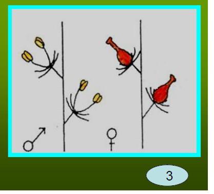 Erkek Gamet Oluşumu (Mikrosporogenesis) Tohumlu bitkilerin çoğalmasında rol oynayan iki gametten biri mikrogamet'tir.