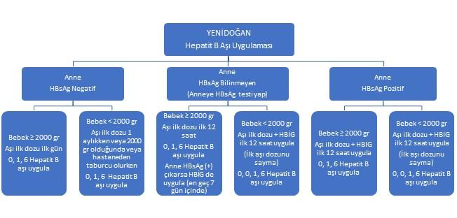 HBeAg pozitif anneden doğan bebeğe immün- proflaksi uygulanmazsa kronik hepatit B gelişme ihtimali %70-90 iken, HBeAg negatif annelerden doğan bebeklerde bu oran %10 un altındadır (2,3,35). Şekil 1.