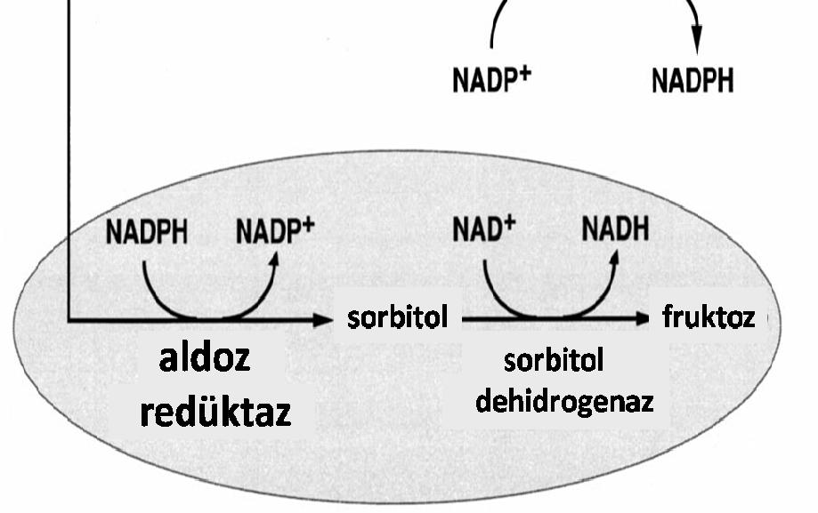 metabolizmasının alternatif rotası olan poliyol yolağına girmektedir (Kinoshita 1974, Kinoshita vd. 1983, Gonzales vd. 1984).