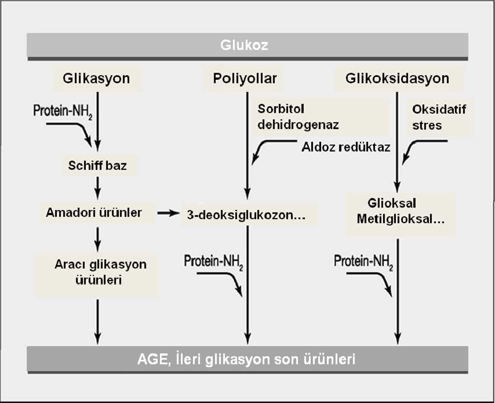 2.7.2 İleri glikasyon son ürünlerinin oluşumu İntraselüler hiperglisemi, diyabetik retina damarlarında (Stitt vd. 1997) ve böbrek glomerülerinde (Horie vd.