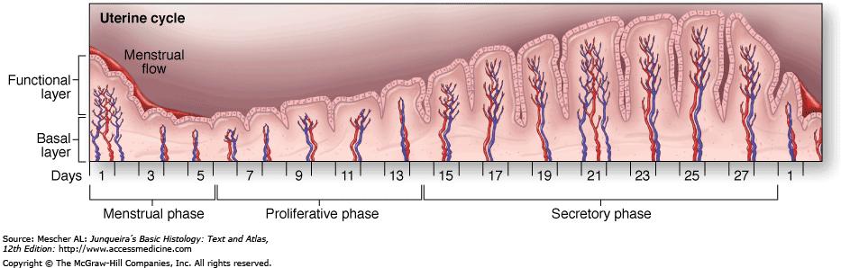 Endometrium