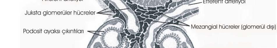 saran podositler hücre gövdesi, ana çıkıntılar ve ayaksı çıkıntılar olmak üzere üç bölümden oluşmaktadır (32).